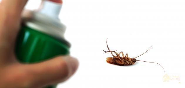 أفضل مبيد لقتل الصراصير الصغيرة