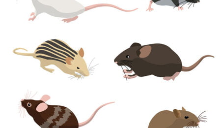 القضاء على الفئران في مواسير الصرف