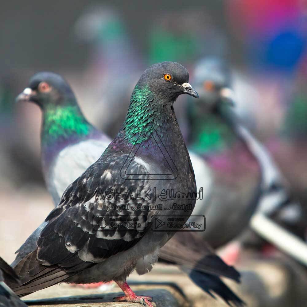 شركة مكافحة الطيور بالرياض