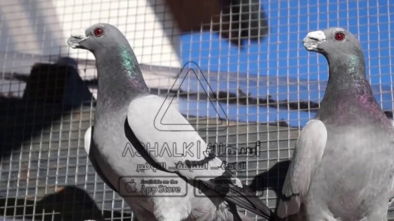 شركة مكافحة الطيور بالرياض