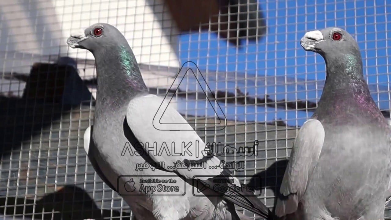 شركة مكافحة الطيور بالرياض