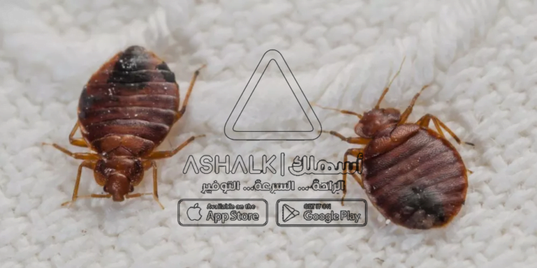 شركة مكافحة بق الفراش بالمزاحمية